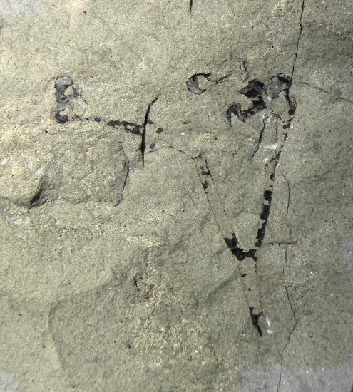 Cooksonia caledonica
