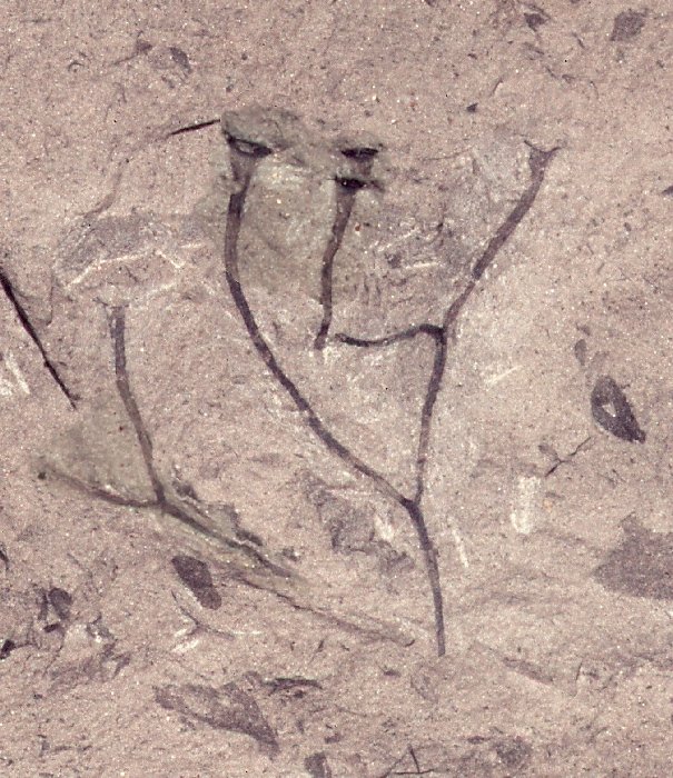 Cooksonia pertoni