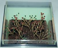 Reconstructie van Cooksonia