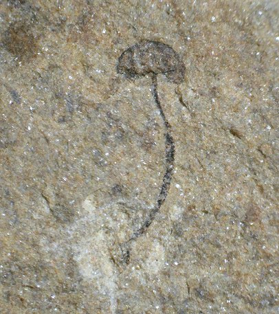 Cooksonia cambrensis