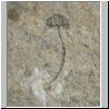 Cooksonia cambrensis
