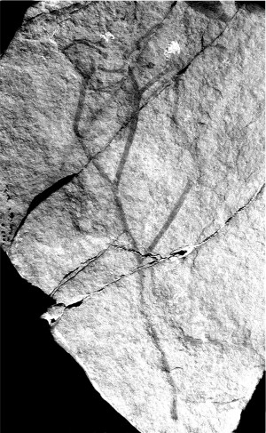 Cooksonia hemisphaerica