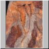 Cooksonia pertoni