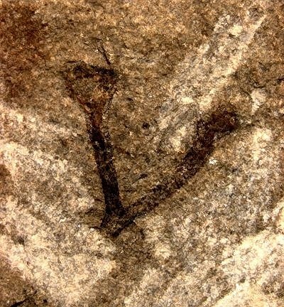 Cooksonia met twee sporangia