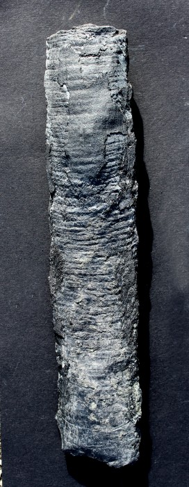Artisia