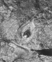 Cardiocarpus
