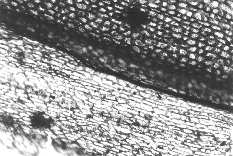 Cuticula van Cordaites