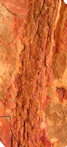 Cordaicladus