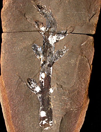 Cordaianthus van Mazon Creek
