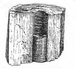 Reconstructie Cordaites-stam