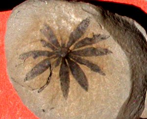 Annularia radiata