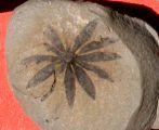 Annularia radiata