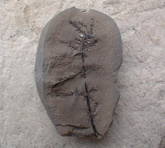 Asterophyllites charaeformis