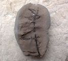 Asterophyllites charaeformis