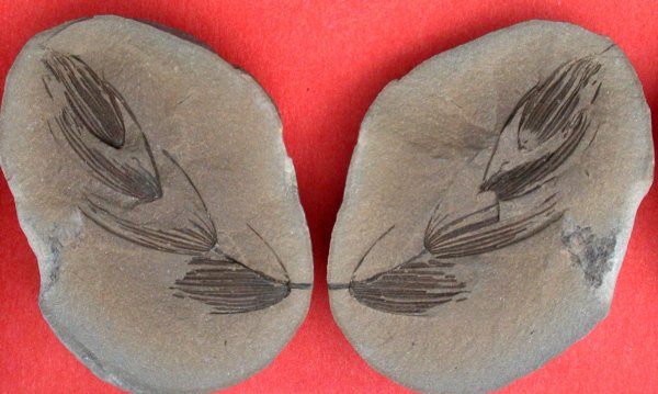 Asterophyllites equisetiformis