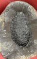 Okselknop van Asterophyllites