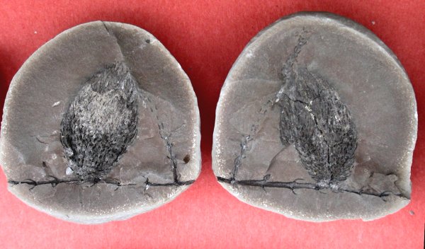 Okselknop van Asterophyllites (?)