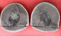 Okselknop van Asterophyllites (?)