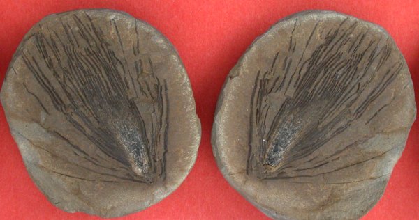 Asterophyllites longifolius