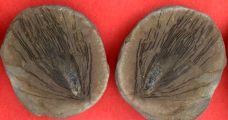 Asterophyllites longifolius