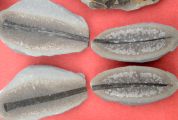 Cyperites