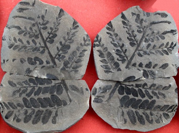 Laveinopteris loshii