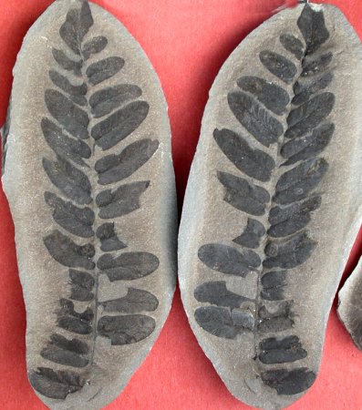 Laveinopteris loshii