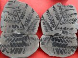 Laveinopteris loshii