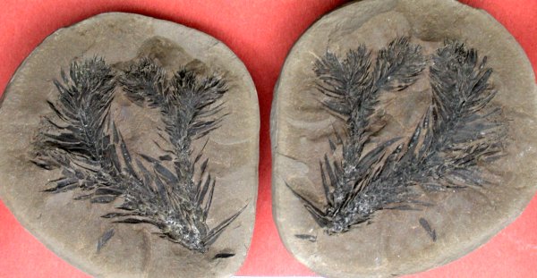 Lepidodendron lycopodioides
