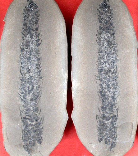 Lepidostrobus