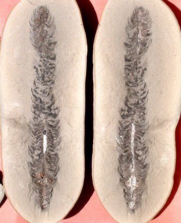 Lepidostrobus