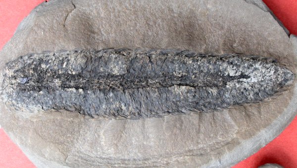 Lepidostrobus