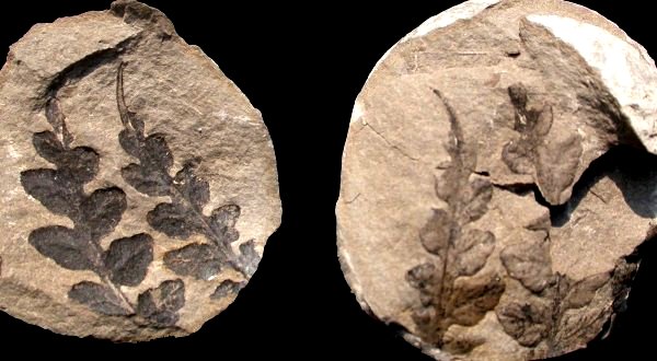 Mariopteris muricata