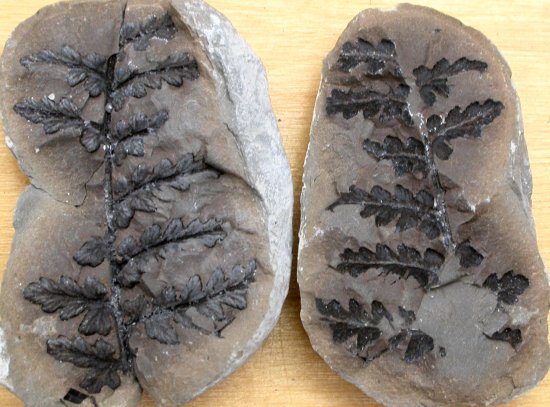 Mariopteris muricata