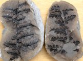 Mariopteris muricata