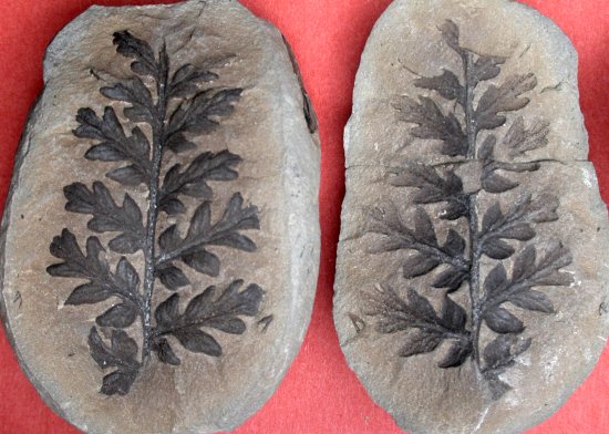 Mariopteris muricata