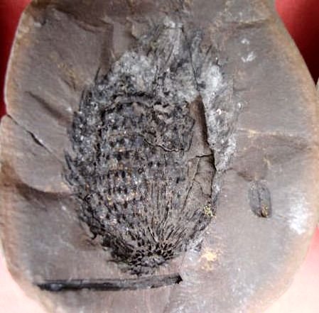 Okselknop van Asterophyllites ( ?)