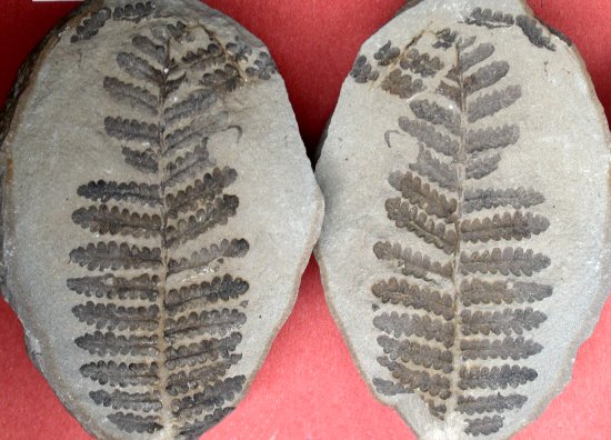 Pecopteris miltoni