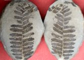 Pecopteris miltoni