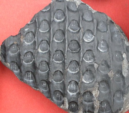 Sigillaria tesselata