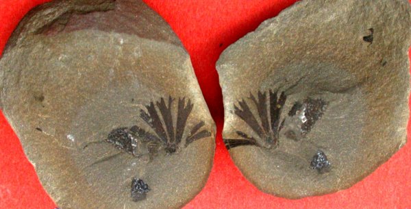 Sphenophyllum emarginatum