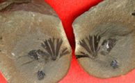 Sphenophyllum emarginatum