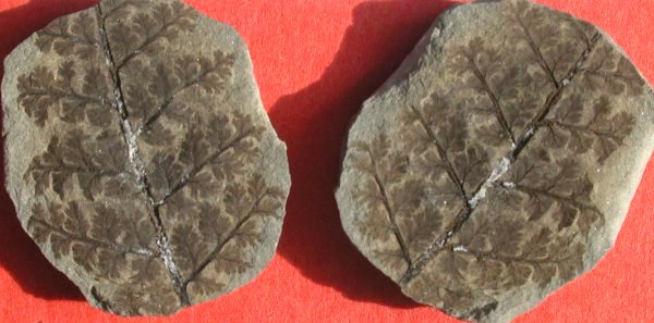 Sturia amoena