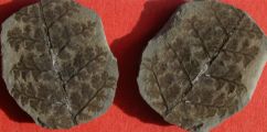 Sturia amoena
