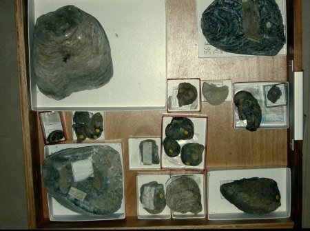 Darwincollectie