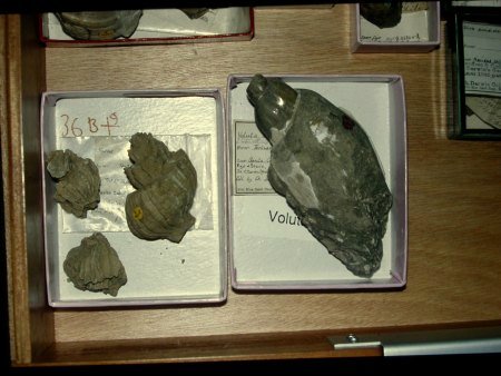 Darwincollectie