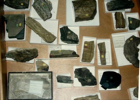 Darwincollectie