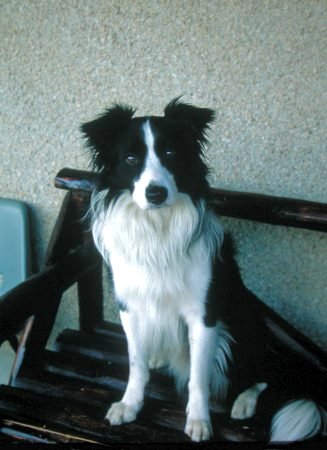 Bordercollie
