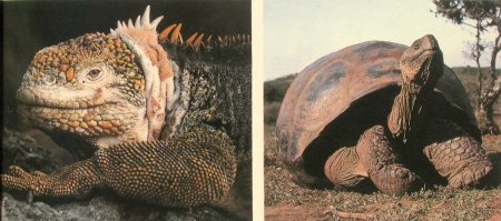 Dieren van de Galapagos