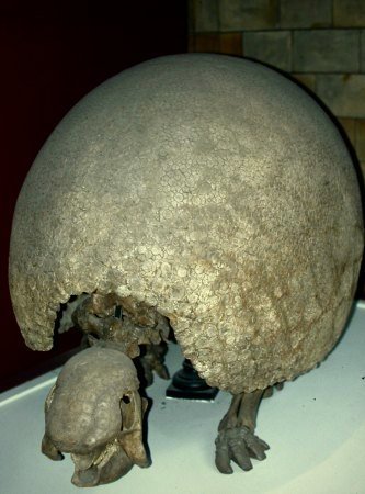 Reuzengordeldier